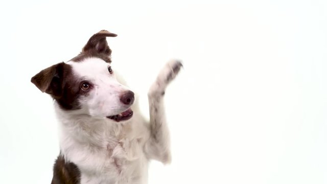 Well trained border collie dog waving both his front paws in turns