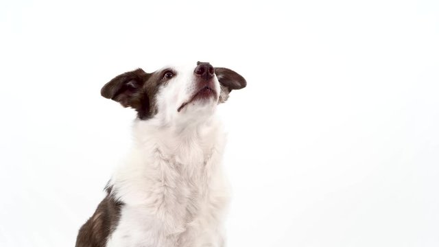 Clever border collie dog balances a treat on her nose before eating it