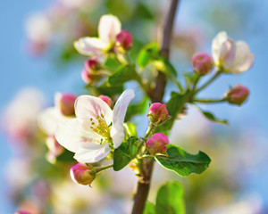 Closeup of a blooming apple tree against a spring blue sky.