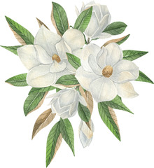 Watercolor white magnolia composition with white flowers and leaves.  Hand drawn watercolor illustration