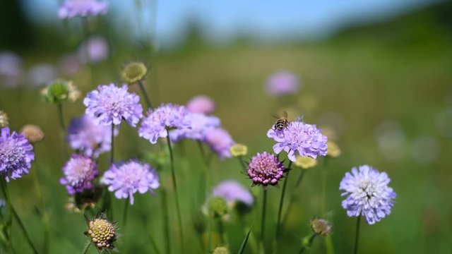 Foraging bee collects pollen from scabiosa flowers. With nature sounds