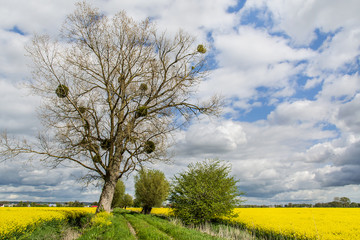 Rapeseed field, trees and dirt road. Beautiful landscape Zulawy Wislane in Poland