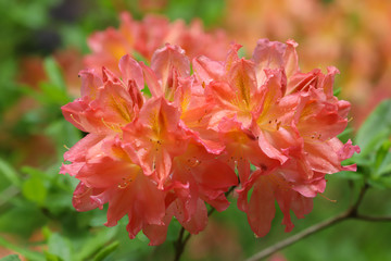 Vibrant orange azalea flower in the spring sunshine