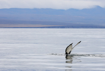 Hunpback Whale in the Atlantic Ocean