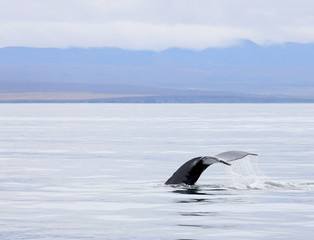 Obraz premium Hunpback Whale in the Atlantic Ocean