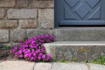blooming plant and door of a stone house in locronan (brittany - france) 