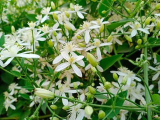 Night jessamine or Cestrum nocturnum, night blooming jasmine, or raatrani