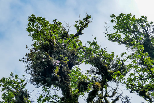 typical Vietnamese landscape in spring with high mountain foggy forest Phia Oac