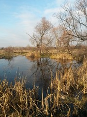 Fototapeta premium lake in fall season reflecting colorfully forest on the day