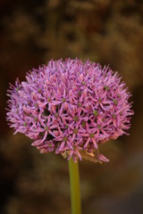 fioletowy  kwiat  na  szarym  tle