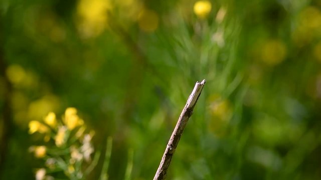 Slow motion of female libellula depressa dragonfly flying from a twig