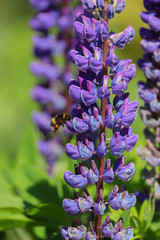 Close up of a purple lupin flower with a bumble bee flying towards it