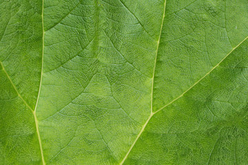 Fototapeta na wymiar Close up of leaf surface showing veins and textures of a Gunnera leaf. 