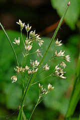 Weißliche Hainsimse, Weiße Hainsimse (Luzula luzuloides) / white wood-rush © bennytrapp