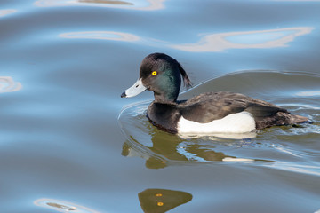 Obraz premium Tufted Duck aythya fuligula male swimming on water with multiple reflections. Cute funny drake in psychedelic surrounding. Bird in wildlife.