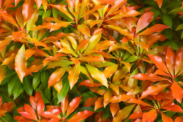 Red and orange newly flushed leaves of a Pieris japonica bush in spring