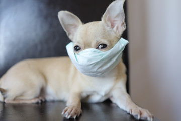 Sick mini chihuahua dog wearing medical mask, stop coronavirus COVID-19, illness