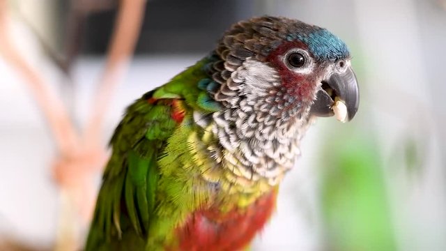 Slow motion extreme closeup of colorful parakeet eating safflower seed