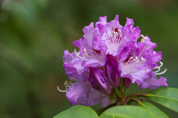 Close up of a purple Rhododendron flower in the spring. 