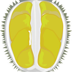 Durian, Thai fruits, vector illustration , Half cutting