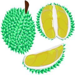 Durian, Thai fruits, vector illustration , Half cutting