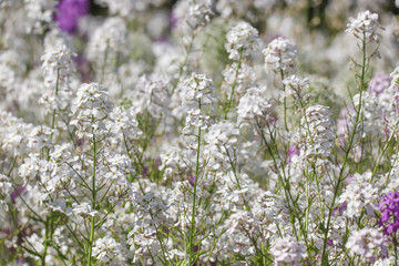 Close up of a mass of white flowers of night scented stock growing in the spring sunshine.