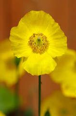 Close up of a yellow Welsh poppy, Papaver cambricum in the spring sunshine