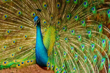 Obraz premium peacock.The beauty of the peacock spreading wings. Action and movement of peacock on a black background