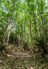 Obraz premium Monte Gennaro (Italy) - The peak in the Monti Lucretili mountains, Lazio region, central Italy, at 1,271 metres; it's the highest peak visible from Rome looking, located in province of Rome
