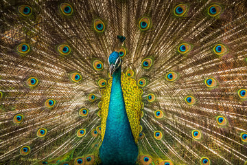 peacock.The beauty of the peacock spreading wings.
Action and movement of peacock on a black background