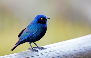 Red-shouldered glossy star, Botswana Okavango Delta,Rotschulteriger Hochglanzstern, Botswana Okavango Delta