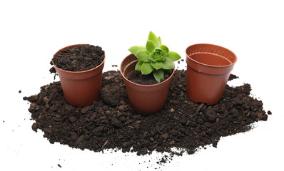 Plant in pot with soil, dirt pile, cultivation concept isolated on white background