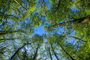 Obraz premium An ancient woodland tree canopy in the UK through a fish-eye lens in the spring sunshine with fresh green leaves against a blue sky