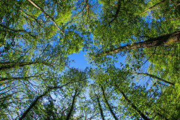 An ancient woodland tree canopy in the UK through a fish-eye lens in the spring sunshine with fresh green leaves against a blue sky