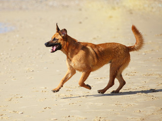 Dog  running on the beach , under the bright sun.