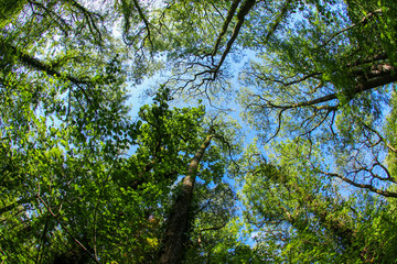 Fototapeta premium An ancient woodland tree canopy in the UK through a fish-eye lens in the spring sunshine with fresh green leaves against a blue sky