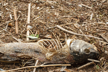 Big dead fish on a shore of a lake, river or sea, good for ecology problems concept on a water
