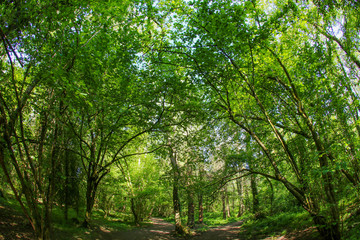 An ancient woodland in the UK through a fish-eye lens in the spring sunshine with fresh green leaves against a blue sky