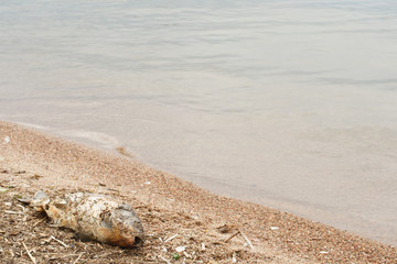 Big dead fish on a shore of a lake, river or sea, good for ecology problems concept on a water

