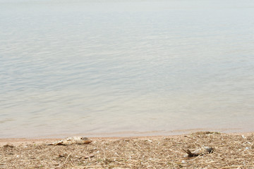 Big dead fish on a shore of a lake, river or sea, good for ecology problems concept on a water
