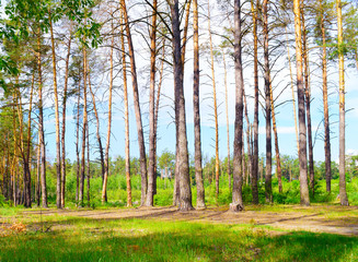 Beautiful forest landscape. summer and beauty