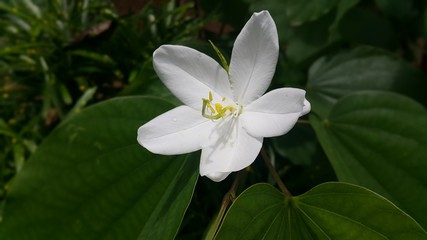 flower, kerala