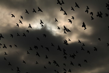 Birds. Grey pigeons. Nature. Russia