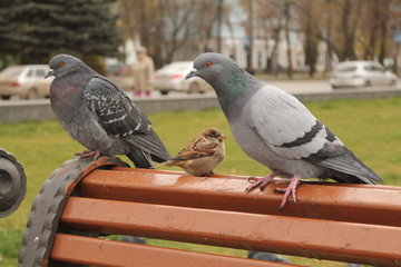 Birds. Grey pigeons. Nature. Russia