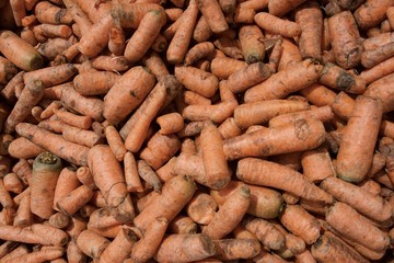carrot in the street