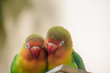 Naklejka premium ボタンインコ