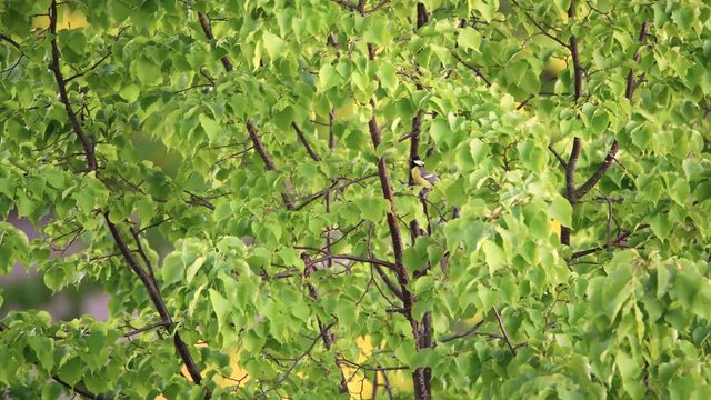 Great tit bird wildlife scene among the foliage of a fruit tree