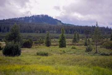 Nature view, forest, woods, moody scenery