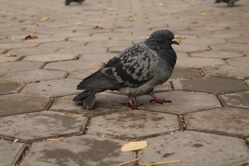 Birds. Grey pigeons. Nature. Russia