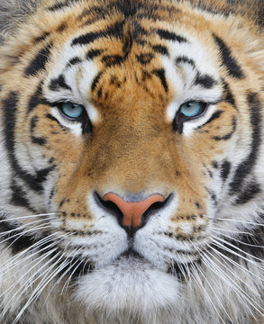 Closeup of an adult bengal tiger with blue eyes